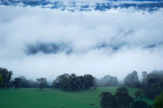 The Sea of Cloud Day Trip From Melbourne – Travel Tips for a Magical Hike