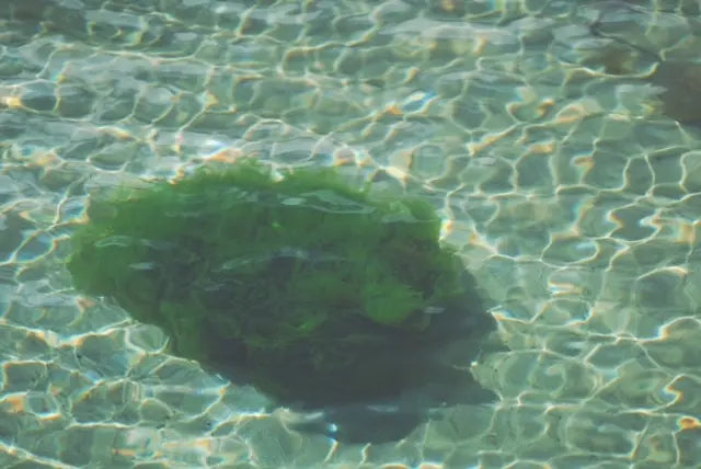 A patch of green seaweed floats under clear water, creating gentle ripples that reflect shimmering light patterns.