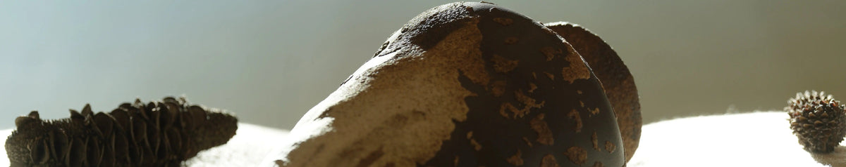 Close-up of a dark, spiky caterpillar resting on a rough branch in bright sunlight.